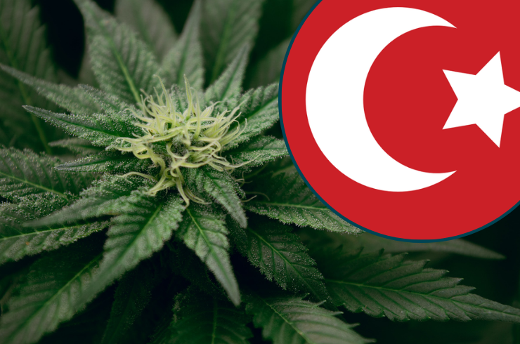 Weed in Kalkan, Turkey